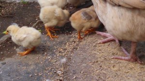 Some Cute Nepali Chicks, Under the Wa