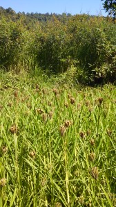 Millet in Foreground, Black Lentils in Background