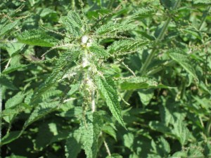 Here is The Culprit, called "Shisnu" in Nepali (aka Stinging Nettle).