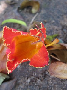 Lalbagh Botanical Garden, Bengaluru
