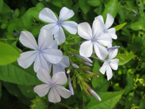 Lalbagh Botanical Garden, Bengaluru