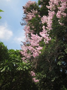 Lalbagh Botanical Garden, Bengaluru