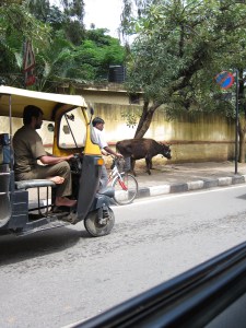 It is not clear when Namma Metro will be completed. But Bengaluru will always have auto rickshaws and cows!