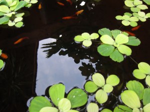 Garden at Jim Thompson House