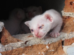 These babies were hiding in a small alcove at Wat Phanan Choeng, Ayutthaya.