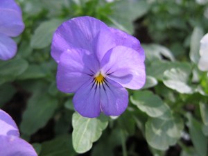 National Kandawgyi Gardens, Pyin Oo Lwin.