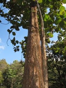 Grownup teak tree.