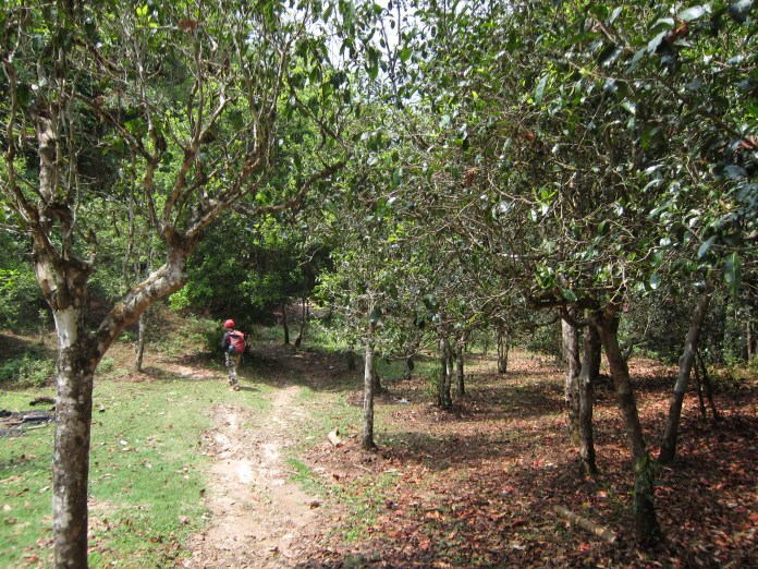 A whole forest of ancient tea trees!