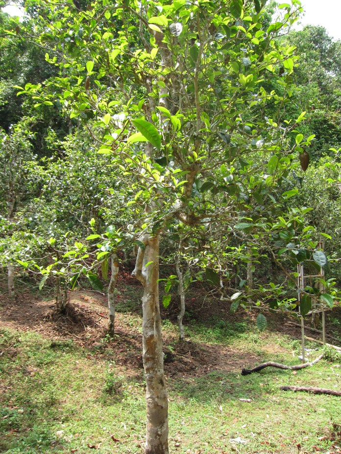 500 year old wild tea tree.