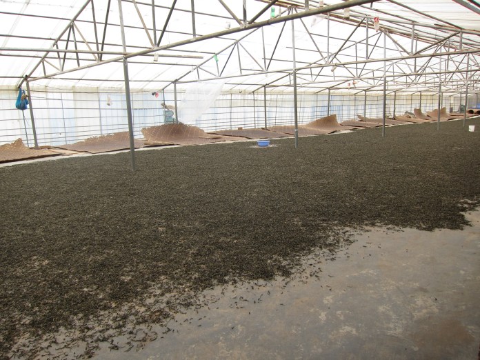 Finally the leaves are dried.