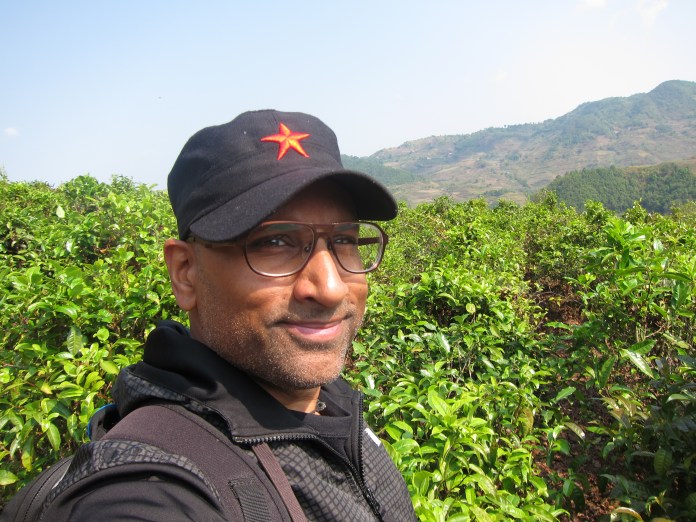 In a patch of cultivated tea bushes, Xishuangbanna.